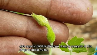 कैसे पाये कंटोला के plants पर ज्यादा से ज्यादा फल ?और पहचानीए male or female plant आसानी से ।