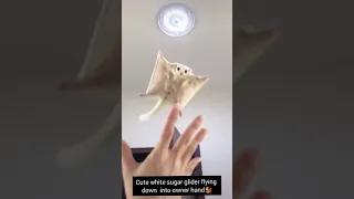 white sugar glider flying