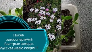 Остеоспермум!!!! Выращивание из семян. 100% в схожесть!!!!