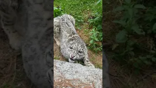 Snow Leopard Lovely in Angry Mood in Naltar Gilgit Baltistan