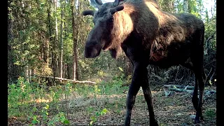 Alaska Trail Cam Video June 05, 2022