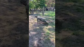 🔥Брейк-данс від ЗСУ: талановитим людям навіть фронт не стане на заваді