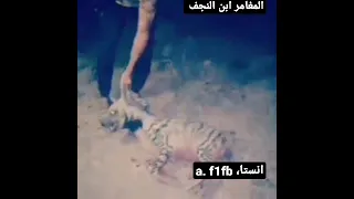 صيد الضبع في النجف /المغامر ابن النجف 🦅🫡💪🏻