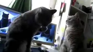 Два кота играют в ладушки