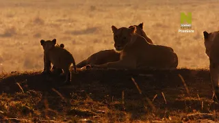 Африканские ночные охотники / Viasat Nature / Документальний фильм