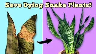 Rescue A Dying Snake Plant - Snake Plant Care Indoors