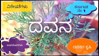 Artemisia pallens in kannada| ದವನದ ಮಾಹಿತಿ | India-Monopoly in davana | ದವನ -ಒಂದು ವಿಶೇಷವಾದ ಸಸ್ಯ
