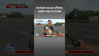 Pets rescued after Hamas attack as soldiers reach Gaza #shorts