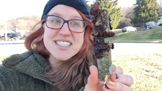 Foraging Mushrooms - Make a Stirfry with Amber Jelly Fungus