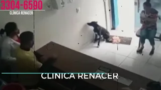 PERRO PIDE AYUDA EN VETERINARIA