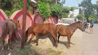 Beautiful Horses grazing at a road side