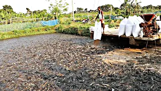 Hybrid Magur Fish Farming Business In India || Sambil memberi makan lele hibrida liar yang lapar