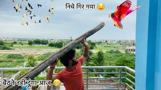 रंगीन बच्चे उड़ा दिए (Colour full pigeon baby ready to fly ✈️) सब लगा रहे है फड़किया 😲