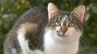 cat sounds || #meow || #cat || realistic cat sound || cat videos || funny cat
