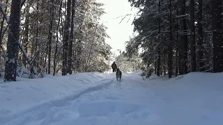 Первая прогулка по лесу в 2024 г