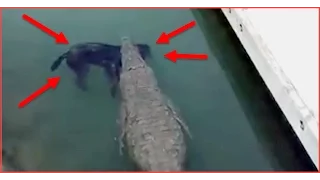 A Huge Crocodile kills a poor dog a shocking video