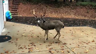 Zombie Deer