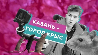 Казань – город крыс. Репортаж недели