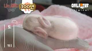 I’m A 10 Days Old Baby Bunny