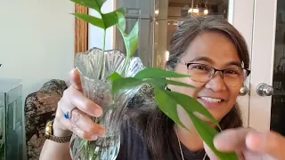 UNBOXING MY RARE PLANTS FROM THAILAND