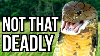 5 Dangerous Snakes That Aren't That Deadly