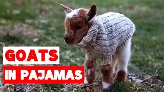 Goat Babies in Pajamas Compilation!