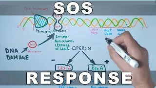 SOS Response and DNA Repair