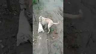 Mother Dog Taking Away Her Puppy From Road After Accident 😭 #hitandrun, subscribe please