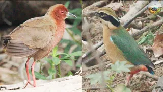 Indian Pitta, Crake - Birding