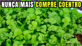 Como plantar coentro em casa - Melhor forma de plantar coentro