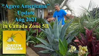 Agave Americana Update Aug 2021 in Zone 5B Ontario Canada