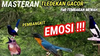 Tledekan Gunung Gacor Juaranya Pancing Emosi Kacer Tledekan Gacor dan Sikatan Srdc Gacor