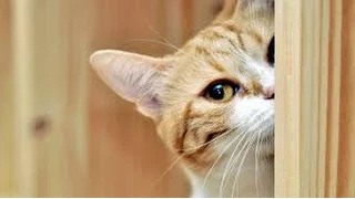 Curious cats - Funny cat Compilation 2017