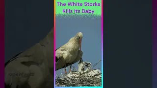 सफ़ेद सारस अपने बच्चे को क्योँ मार देता है? | Why White Storks Kills Its Babies?| Facts|#shorts|