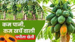 वैज्ञानिक विधि से पपीता की खेती सीखें | Papaya Farming - Profit, Marketing, Variety , Harvesting