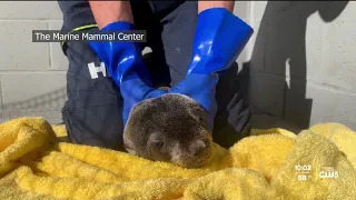 Morro Bay marine animal rescue center in urgent need of new volunteers