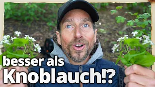 100 MAL STÄRKER als Knoblauch! Diese Heilpflanze schmeckt und wirkt natürlich antibiotisch!