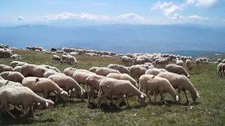 MY BEAUTIFUL MACEDONIA-Stada ovci se beleat na Shara Titov Vrv-Golem Turchin 2747m.n.v. 27.05.2018