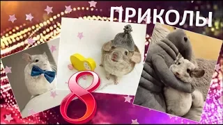 Лучшие приколы про ШИНШИЛЛ! Смешные ШИНШИЛЛЫ! Funny chinchillas❤#8