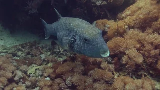Komodo Scuba Diving