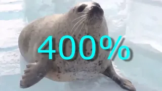 SEALS SLAPPING THEIR BELLIES, BUT IT'S SPED UP