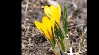 А Я ТЕБЕ ПОДСНЕЖНИКИ ДАРЮ. SNOWDROPS FOR CLASSMATES.