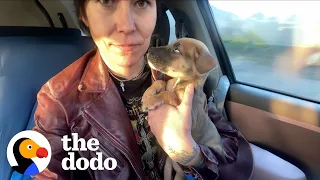 Woman Rescues Puppy At Walmart | The Dodo