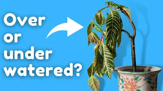 The Secret to Knowing if Your Plant is Overwatered