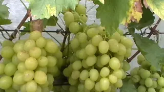 Сорт винограда "Варваркин" - сезон 2019 # Grape variety "Varvarkin" - season 2019