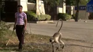 Langur attacks his owner!