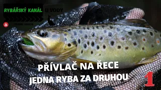 Přívlač na řece | Jeden siven a pstruh za druhým | Neskutečný nástrahy 1.část