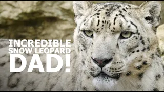 SNOW LEOPARD dad is AWESOME! - The Big Cat Sanctuary