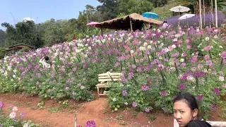 Chiangmai beautiful flowers  ม่อนแจ่มเชียงใหม่