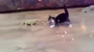 Ящерица против кошки